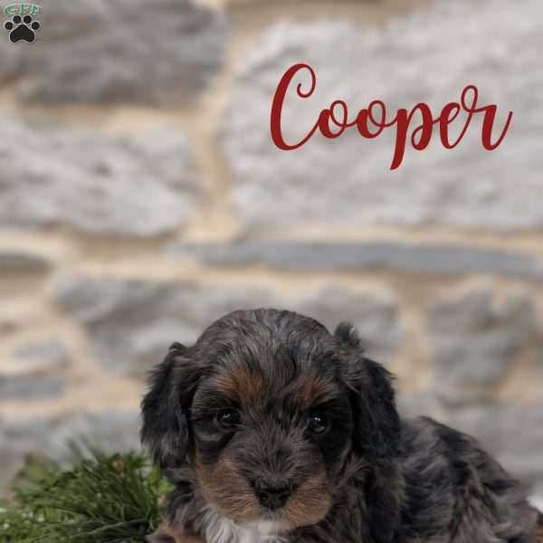 Cooper, Cavapoo Puppy